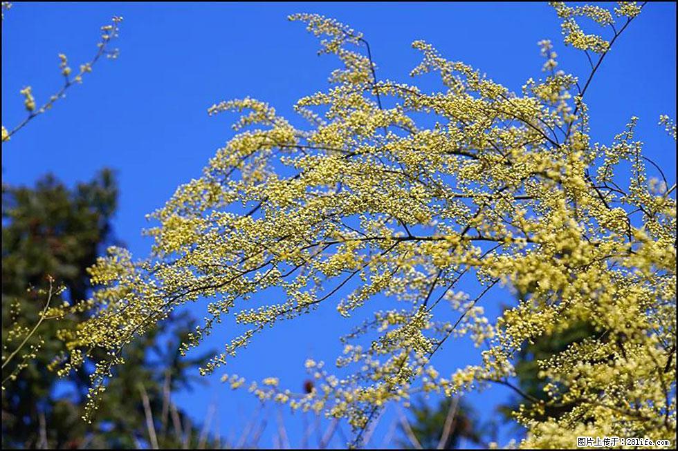 【春天,广西桂林灌阳县向您发出邀请!】米珠山前有片山苍子花在飘香 - 游山玩水 - 毕节生活社区 - 毕节28生活网 bijie.28life.com