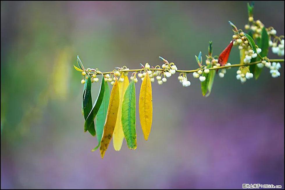 【春天,广西桂林灌阳县向您发出邀请!】米珠山前有片山苍子花在飘香 - 游山玩水 - 毕节生活社区 - 毕节28生活网 bijie.28life.com