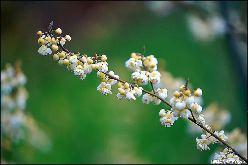 【春天,广西桂林灌阳县向您发出邀请!】米珠山前有片山苍子花在飘香 - 游山玩水 - 毕节生活社区 - 毕节28生活网 bijie.28life.com