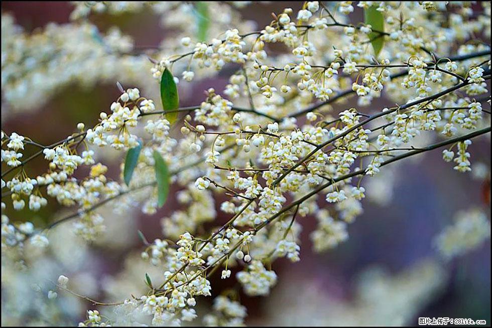 【春天,广西桂林灌阳县向您发出邀请!】米珠山前有片山苍子花在飘香 - 游山玩水 - 毕节生活社区 - 毕节28生活网 bijie.28life.com