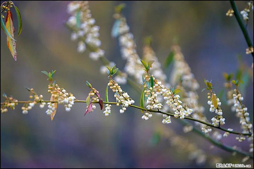 【春天,广西桂林灌阳县向您发出邀请!】米珠山前有片山苍子花在飘香 - 游山玩水 - 毕节生活社区 - 毕节28生活网 bijie.28life.com