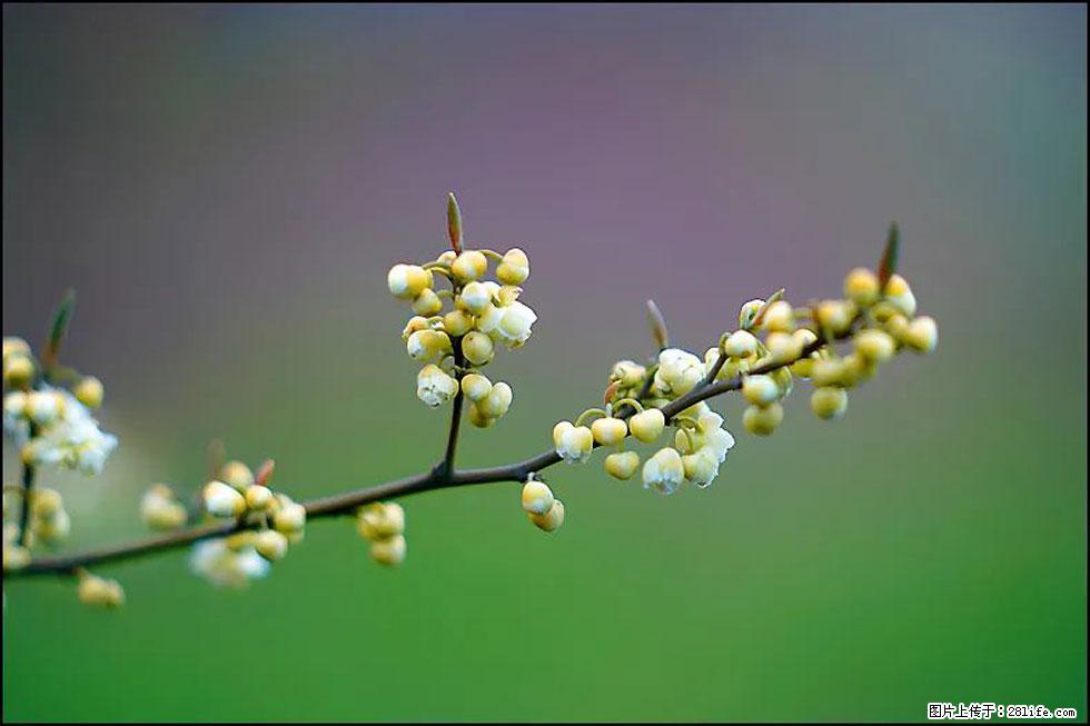 【春天,广西桂林灌阳县向您发出邀请!】米珠山前有片山苍子花在飘香 - 游山玩水 - 毕节生活社区 - 毕节28生活网 bijie.28life.com