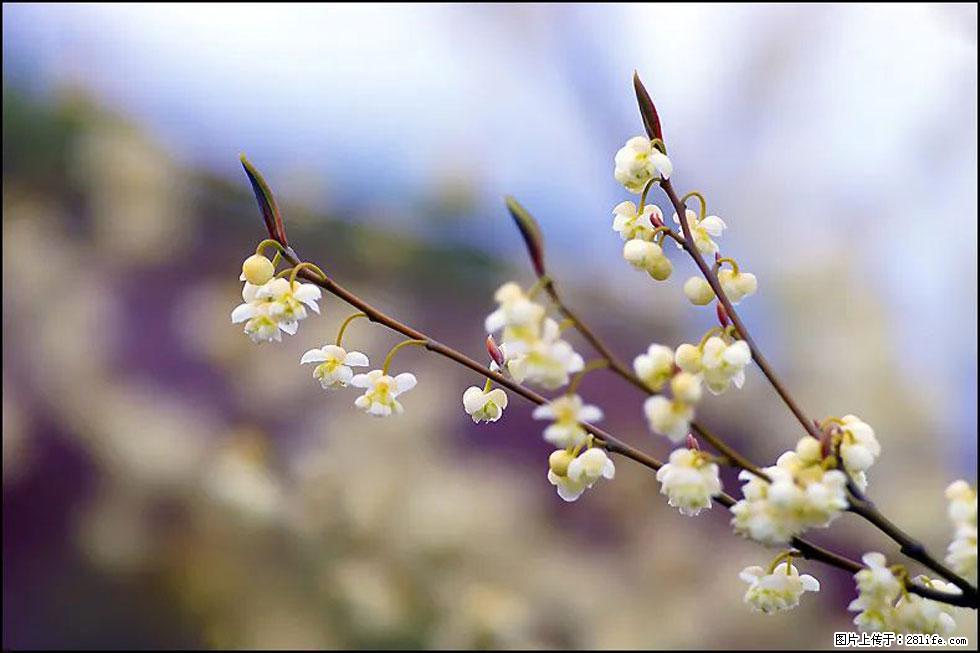 【春天,广西桂林灌阳县向您发出邀请!】米珠山前有片山苍子花在飘香 - 游山玩水 - 毕节生活社区 - 毕节28生活网 bijie.28life.com