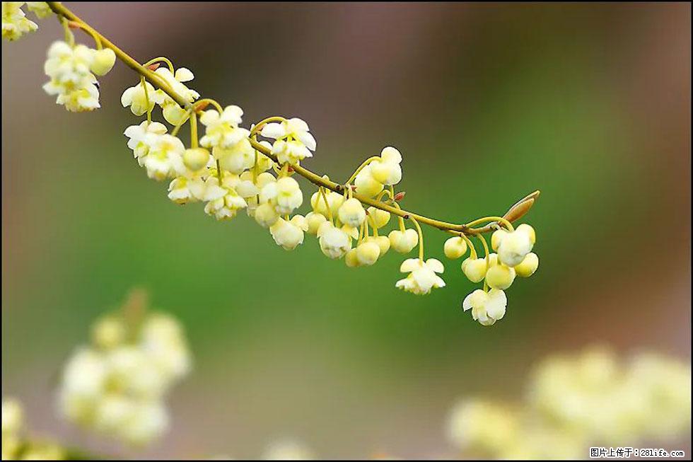 【春天,广西桂林灌阳县向您发出邀请!】米珠山前有片山苍子花在飘香 - 游山玩水 - 毕节生活社区 - 毕节28生活网 bijie.28life.com