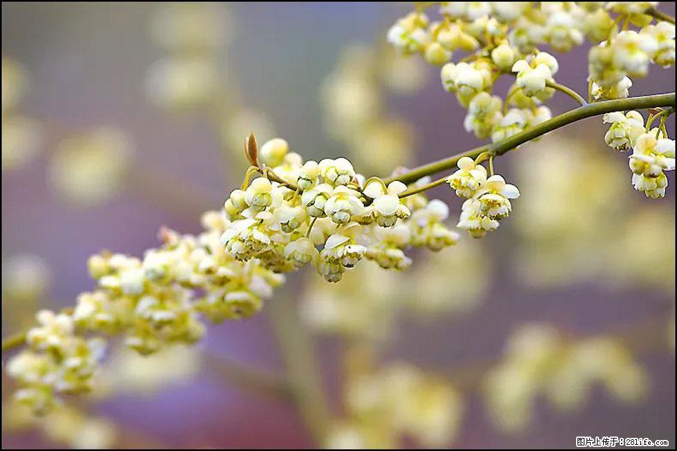 【春天,广西桂林灌阳县向您发出邀请!】米珠山前有片山苍子花在飘香 - 游山玩水 - 毕节生活社区 - 毕节28生活网 bijie.28life.com