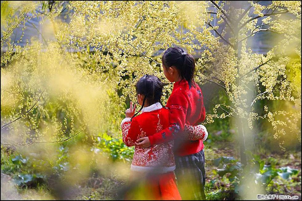 【春天,广西桂林灌阳县向您发出邀请!】米珠山前有片山苍子花在飘香 - 游山玩水 - 毕节生活社区 - 毕节28生活网 bijie.28life.com