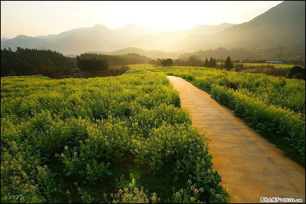 【春天，广西桂林灌阳县向您发出邀请！】长坪村油菜盛情花开 - 游山玩水 - 毕节生活社区 - 毕节28生活网 bijie.28life.com