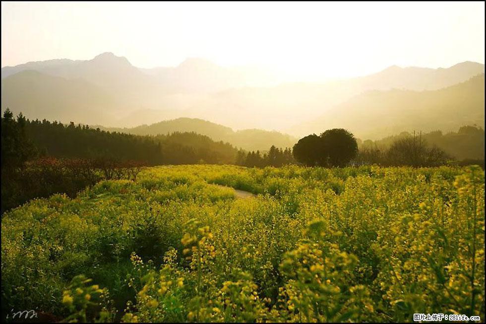 【春天，广西桂林灌阳县向您发出邀请！】长坪村油菜盛情花开 - 游山玩水 - 毕节生活社区 - 毕节28生活网 bijie.28life.com