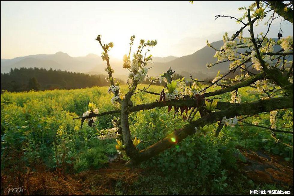 【春天，广西桂林灌阳县向您发出邀请！】长坪村油菜盛情花开 - 游山玩水 - 毕节生活社区 - 毕节28生活网 bijie.28life.com