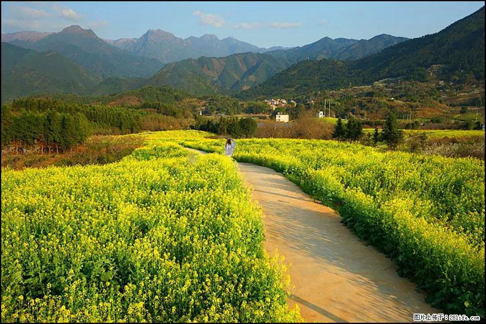 【春天，广西桂林灌阳县向您发出邀请！】长坪村油菜盛情花开 - 游山玩水 - 毕节生活社区 - 毕节28生活网 bijie.28life.com