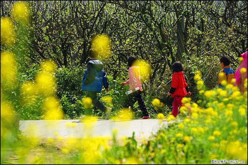 【春天，广西桂林灌阳县向您发出邀请！】长坪村油菜盛情花开 - 游山玩水 - 毕节生活社区 - 毕节28生活网 bijie.28life.com
