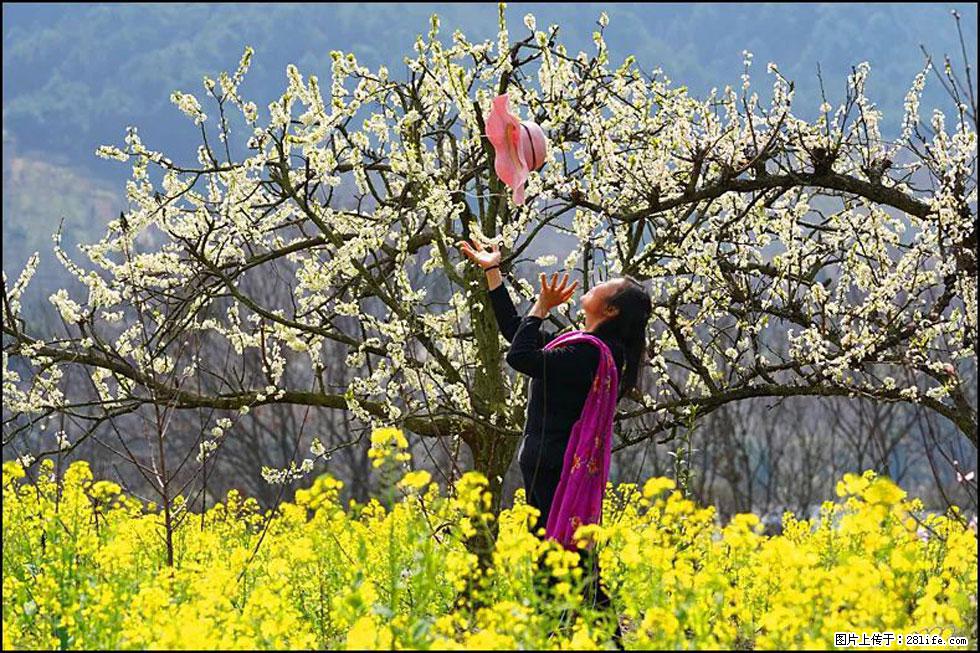 【春天，广西桂林灌阳县向您发出邀请！】长坪村油菜盛情花开 - 游山玩水 - 毕节生活社区 - 毕节28生活网 bijie.28life.com