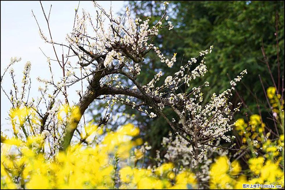 【春天，广西桂林灌阳县向您发出邀请！】长坪村油菜盛情花开 - 游山玩水 - 毕节生活社区 - 毕节28生活网 bijie.28life.com