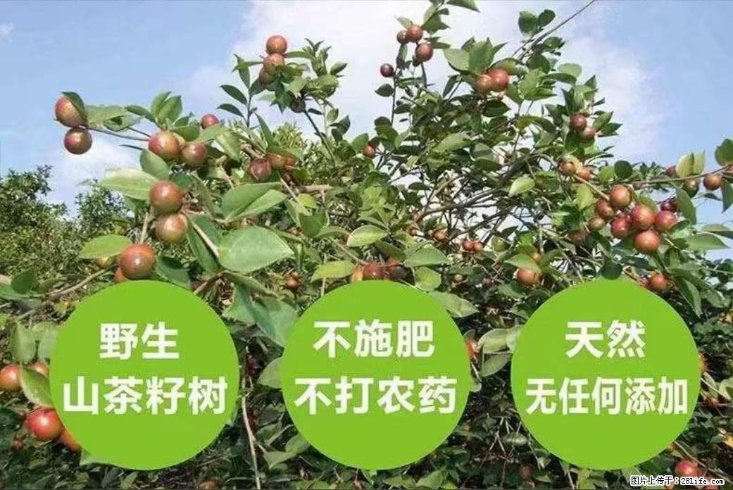 【灌阳县油茶产业示范区】一个有着充实的精神生活的人,对待身外之物自会有一种淡泊的态度 - 土特产 - 饮食特产 - 毕节分类信息 - 毕节28生活网 bijie.28life.com