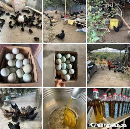 油茶园从小鸡仔开始养起的纯土鸡、土鸡蛋可以预定啦！还有前几天刚榨的纯山茶油哦 - 土特产 - 饮食特产 - 毕节分类信息 - 毕节28生活网 bijie.28life.com