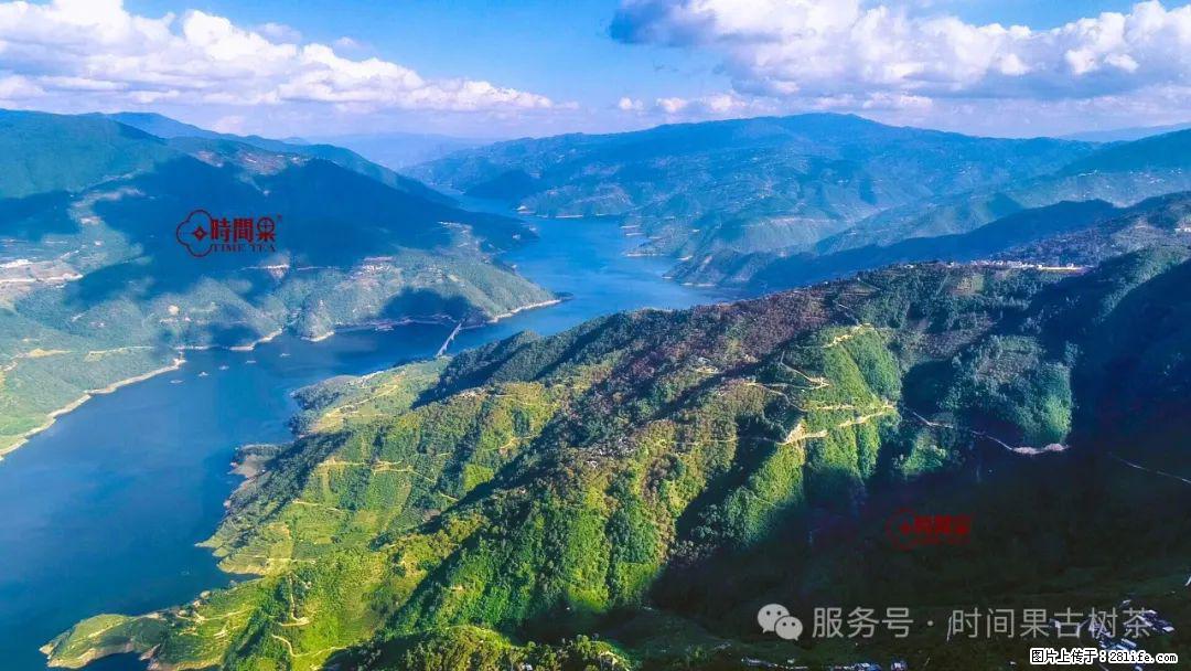 时间果百年古树龙珠普洱生茶 - 购物交流 - 毕节生活社区 - 毕节28生活网 bijie.28life.com