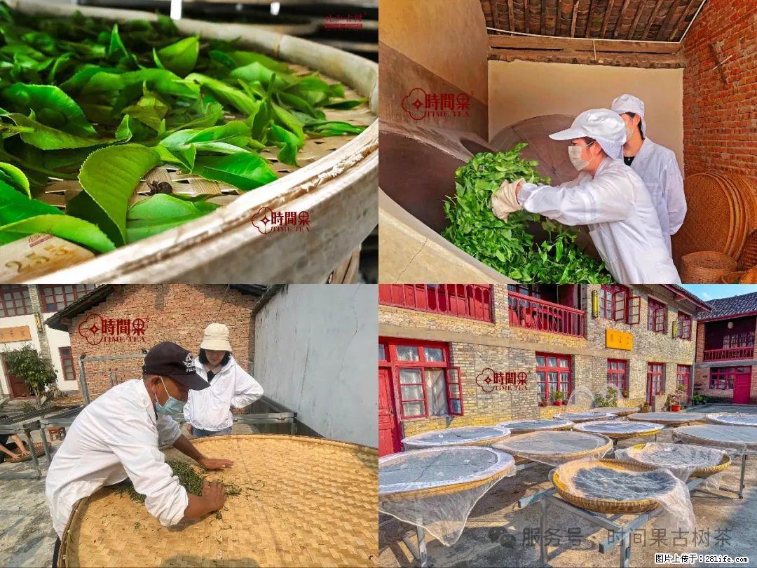 时间果百年古树龙珠普洱生茶 - 购物交流 - 毕节生活社区 - 毕节28生活网 bijie.28life.com
