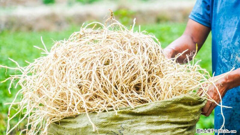 堪称“最难吃”的蔬菜,却是 “抗辐射神器”,还能护肺、清热、止咳化痰! - 毕节生活资讯 - 毕节28生活网 bijie.28life.com