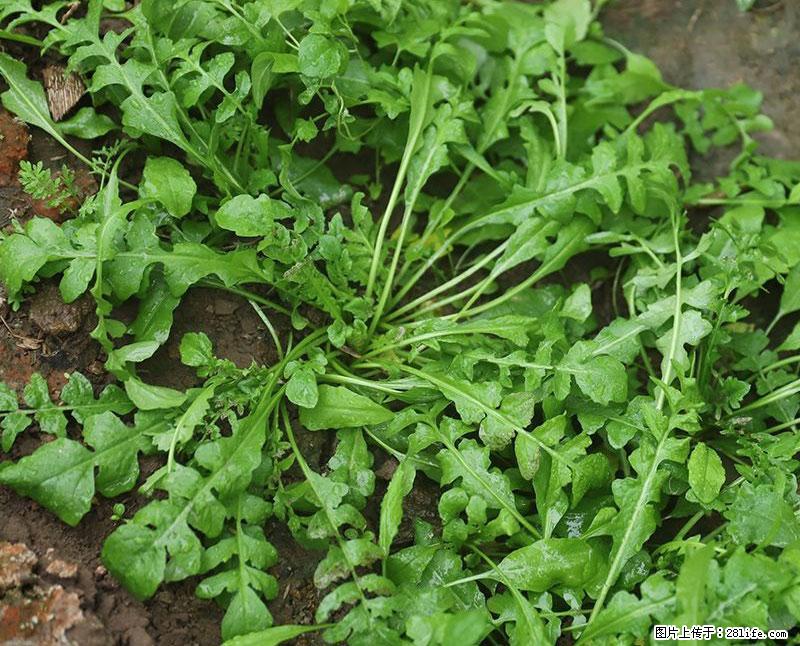 这些蔬菜是“天然钙片”，这6种被医生重点推荐 - 毕节生活资讯 - 毕节28生活网 bijie.28life.com