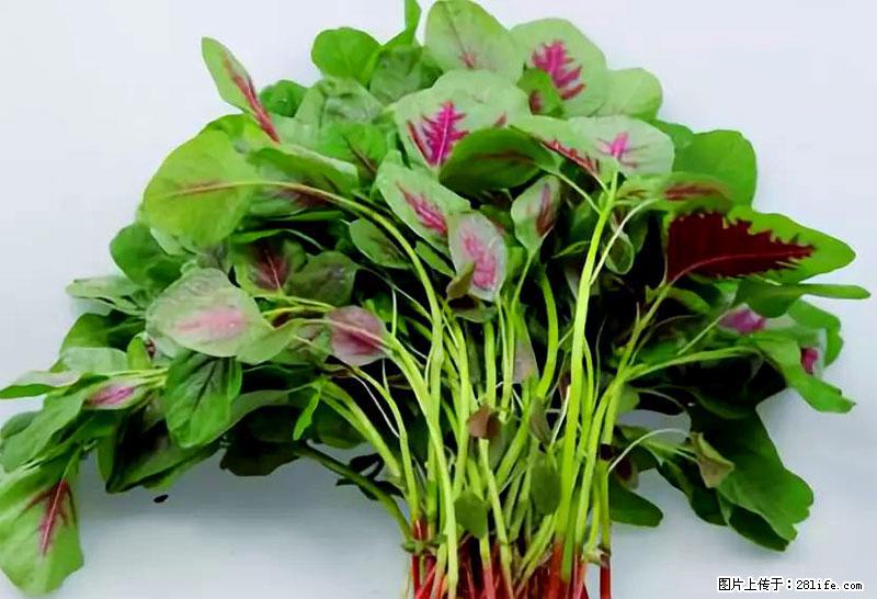 这些蔬菜是“天然钙片”，这6种被医生重点推荐 - 毕节生活资讯 - 毕节28生活网 bijie.28life.com