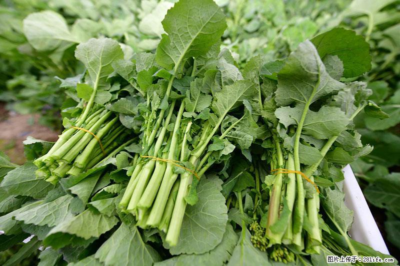 这些蔬菜是“天然钙片”，这6种被医生重点推荐 - 毕节生活资讯 - 毕节28生活网 bijie.28life.com